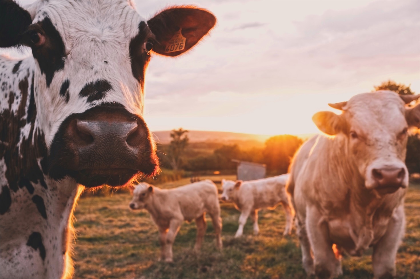 How Local Milk Shapes Morgannwg Las’s Unique Flavor